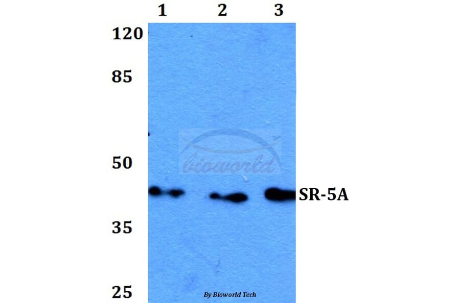 Anti-SR-5A (L35) Antibody from Bioworld Technology (BS2767) - Antibodies.com