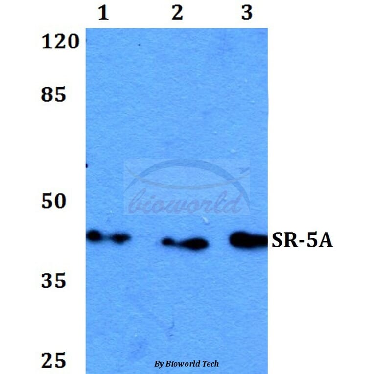 Anti-SR-5A (L35) Antibody from Bioworld Technology (BS2767) - Antibodies.com