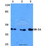 Anti-SR-5A (L35) Antibody from Bioworld Technology (BS2767) - Antibodies.com