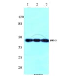 Anti-BRS-3 (C203) Antibody from Bioworld Technology (BS2769) - Antibodies.com