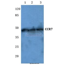 Anti-CCR7 (R209) Antibody from Bioworld Technology (BS2770) - Antibodies.com