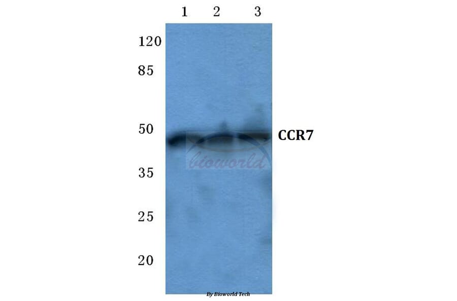 Anti-CCR7 (R209) Antibody from Bioworld Technology (BS2770) - Antibodies.com