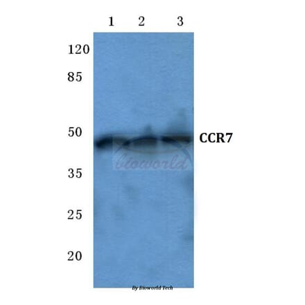 Anti-CCR7 (R209) Antibody from Bioworld Technology (BS2770) - Antibodies.com