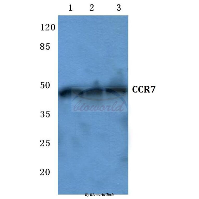 Anti-CCR7 (R209) Antibody from Bioworld Technology (BS2770) - Antibodies.com