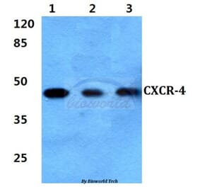 Anti-CXCR-4 (V340) Antibody from Bioworld Technology (BS2771) - Antibodies.com