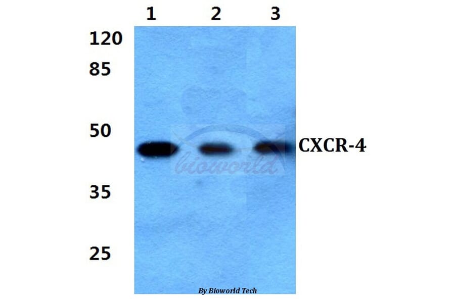 Anti-CXCR-4 (V340) Antibody from Bioworld Technology (BS2771) - Antibodies.com