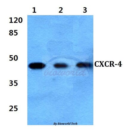 Anti-CXCR-4 (V340) Antibody from Bioworld Technology (BS2771) - Antibodies.com