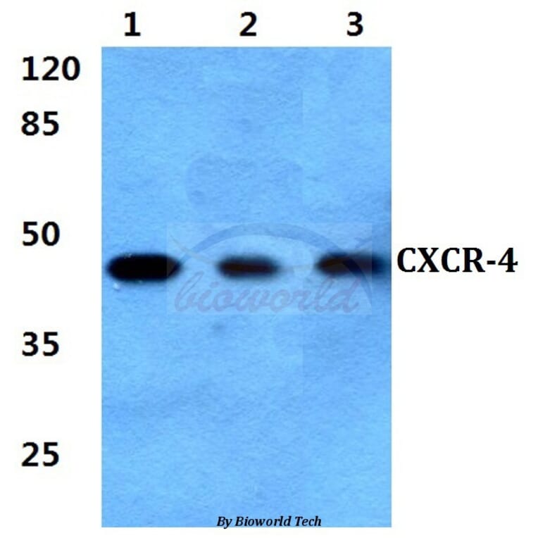 Anti-CXCR-4 (V340) Antibody from Bioworld Technology (BS2771) - Antibodies.com