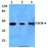 Anti-CXCR-4 (V340) Antibody from Bioworld Technology (BS2771) - Antibodies.com