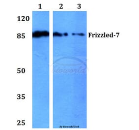 Anti-Frizzled-7 (Y87) Antibody from Bioworld Technology (BS2774) - Antibodies.com