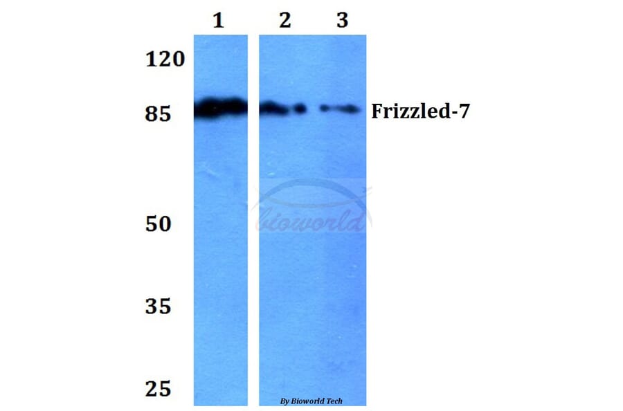 Anti-Frizzled-7 (Y87) Antibody from Bioworld Technology (BS2774) - Antibodies.com