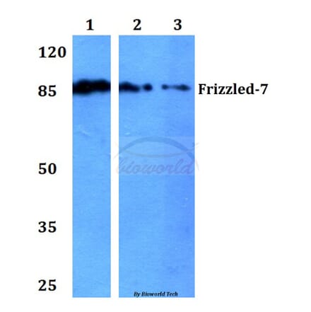 Anti-Frizzled-7 (Y87) Antibody from Bioworld Technology (BS2774) - Antibodies.com