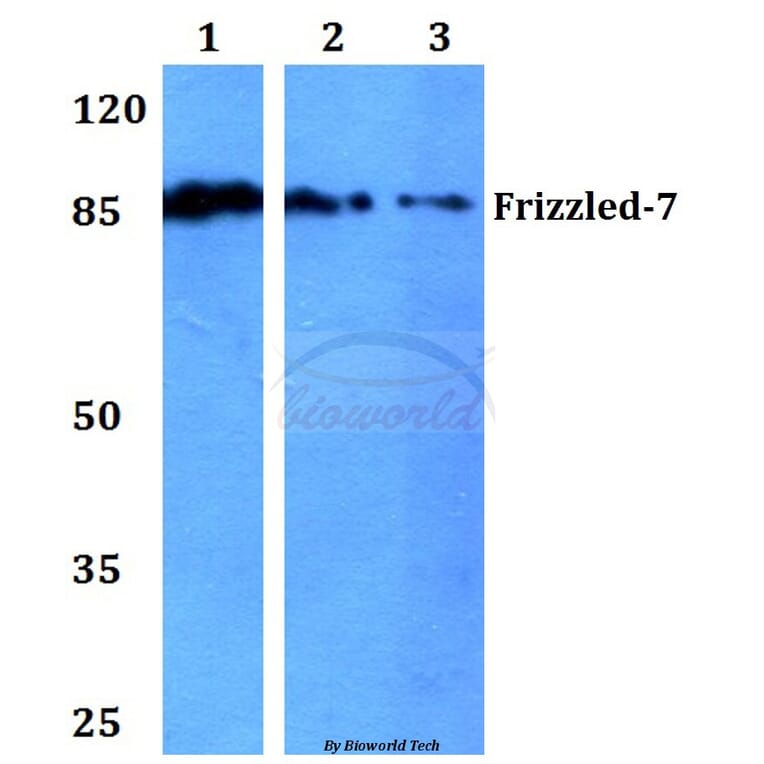 Anti-Frizzled-7 (Y87) Antibody from Bioworld Technology (BS2774) - Antibodies.com