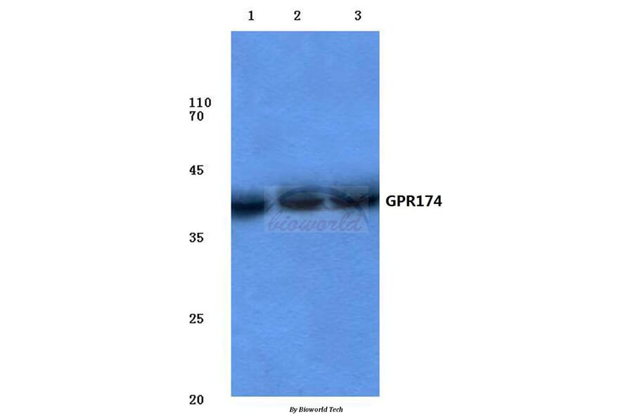 Anti-GPR174 (K167) Antibody from Bioworld Technology (BS2779) - Antibodies.com