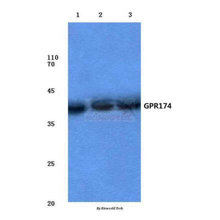Anti-GPR174 (K167) Antibody from Bioworld Technology (BS2779) - Antibodies.com