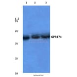 Anti-GPR174 (K167) Antibody from Bioworld Technology (BS2779) - Antibodies.com