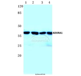 Anti-ADORA1 (D326) Antibody from Bioworld Technology (BS2780) - Antibodies.com