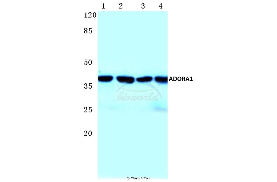 Anti-ADORA1 (D326) Antibody from Bioworld Technology (BS2780) - Antibodies.com