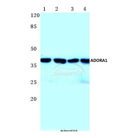 Anti-ADORA1 (D326) Antibody from Bioworld Technology (BS2780) - Antibodies.com