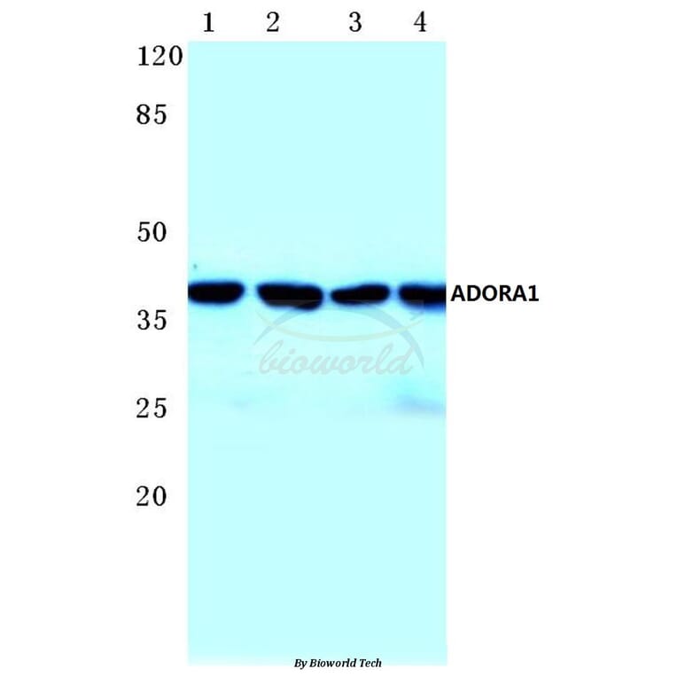 Anti-ADORA1 (D326) Antibody from Bioworld Technology (BS2780) - Antibodies.com