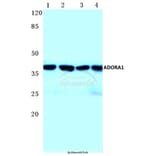 Anti-ADORA1 (D326) Antibody from Bioworld Technology (BS2780) - Antibodies.com
