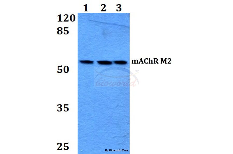Anti-mAChR M2 (P224) Antibody from Bioworld Technology (BS2781) - Antibodies.com