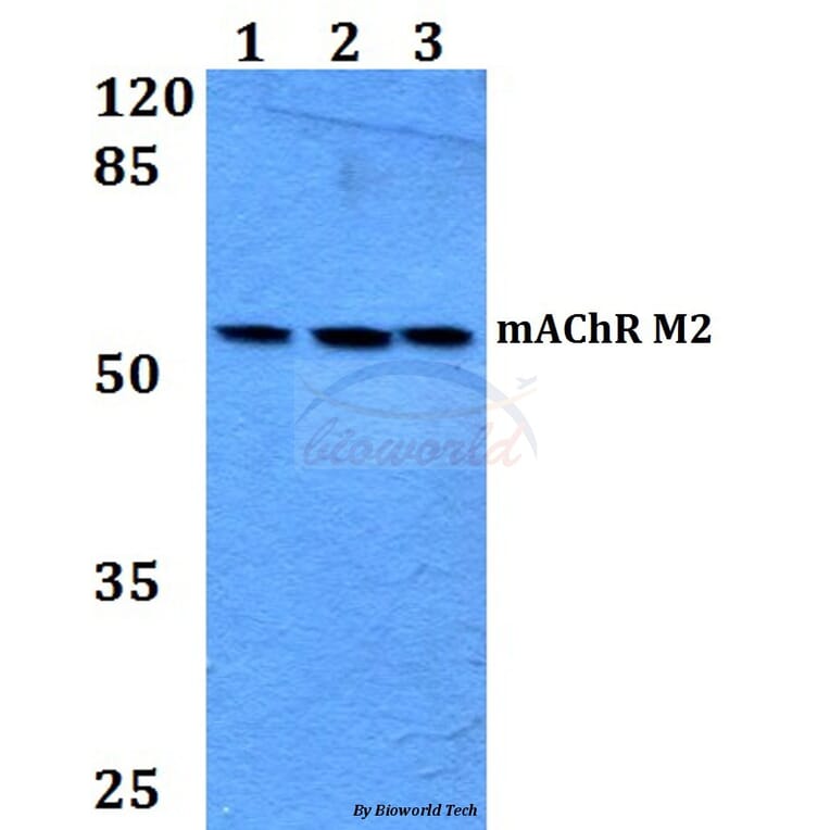 Anti-mAChR M2 (P224) Antibody from Bioworld Technology (BS2781) - Antibodies.com