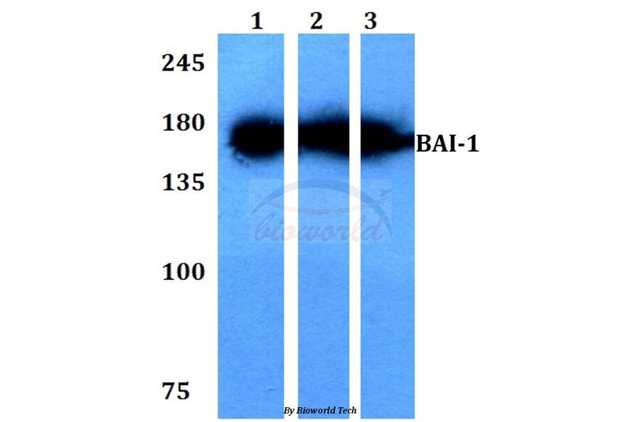 Anti-BAI-1 (Q732) Antibody from Bioworld Technology (BS2784) - Antibodies.com