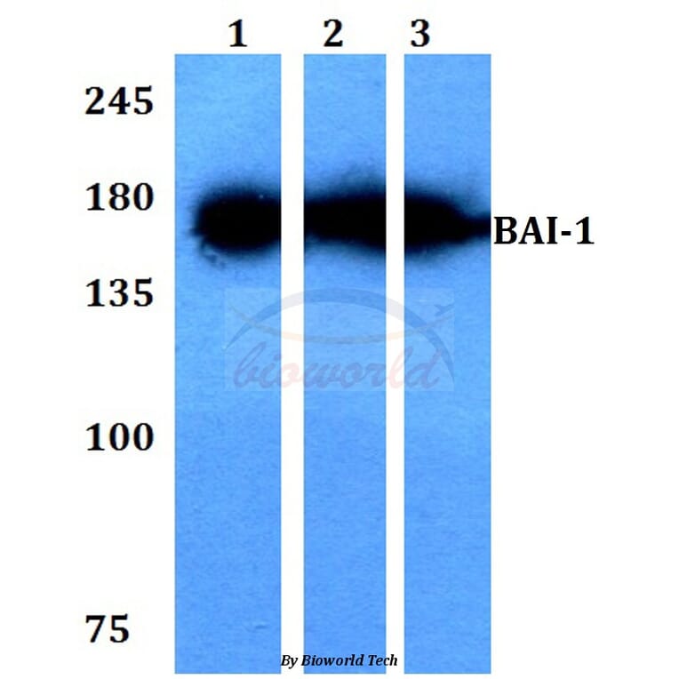 Anti-BAI-1 (Q732) Antibody from Bioworld Technology (BS2784) - Antibodies.com