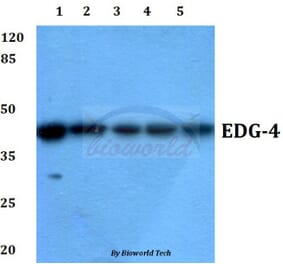 Anti-EDG-4 (L310) Antibody from Bioworld Technology (BS2789) - Antibodies.com