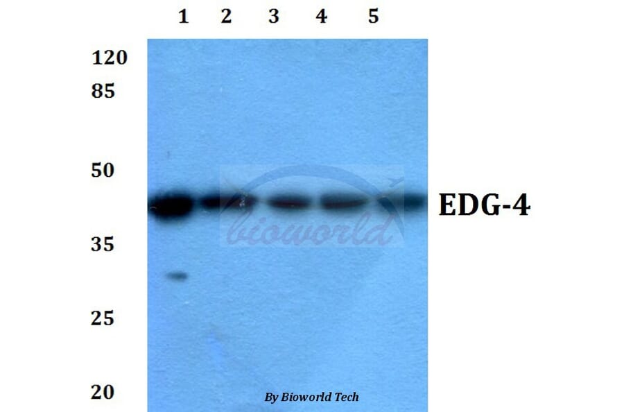 Anti-EDG-4 (L310) Antibody from Bioworld Technology (BS2789) - Antibodies.com