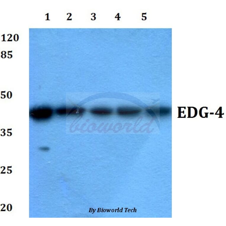 Anti-EDG-4 (L310) Antibody from Bioworld Technology (BS2789) - Antibodies.com