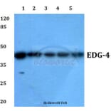 Anti-EDG-4 (L310) Antibody from Bioworld Technology (BS2789) - Antibodies.com
