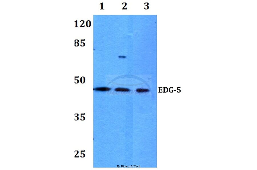 Anti-EDG-5 (L300) Antibody from Bioworld Technology (BS2790) - Antibodies.com