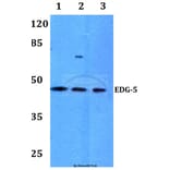 Anti-EDG-5 (L300) Antibody from Bioworld Technology (BS2790) - Antibodies.com