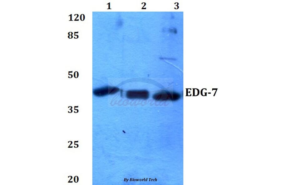 Anti-EDG-7 (P324) Antibody from Bioworld Technology (BS2791) - Antibodies.com
