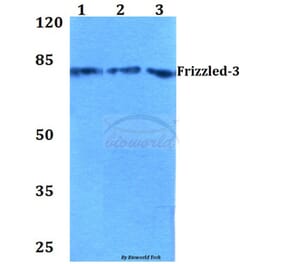 Anti-Frizzled-3 (R524) Antibody from Bioworld Technology (BS2794) - Antibodies.com