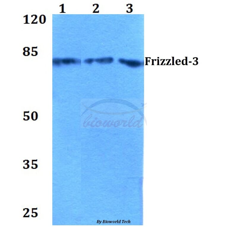 Anti-Frizzled-3 (R524) Antibody from Bioworld Technology (BS2794) - Antibodies.com