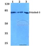 Anti-Frizzled-3 (R524) Antibody from Bioworld Technology (BS2794) - Antibodies.com