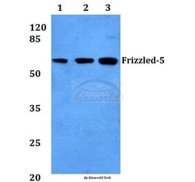 Anti-Frizzled-5 (Y500) Antibody from Bioworld Technology (BS2795) - Antibodies.com