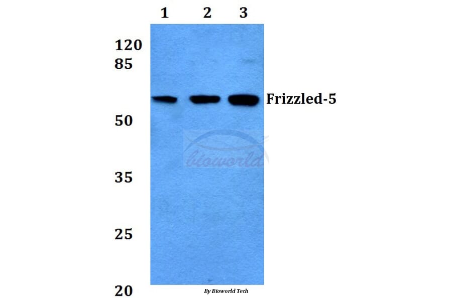 Anti-Frizzled-5 (Y500) Antibody from Bioworld Technology (BS2795) - Antibodies.com
