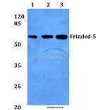Anti-Frizzled-5 (Y500) Antibody from Bioworld Technology (BS2795) - Antibodies.com