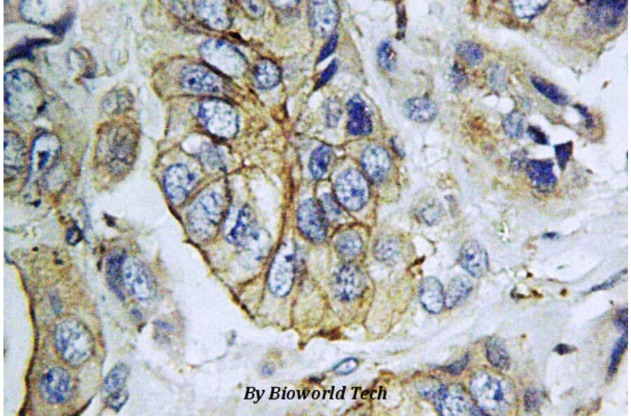 Anti-NPY5-R (M264) Antibody from Bioworld Technology (BS2819) - Antibodies.com