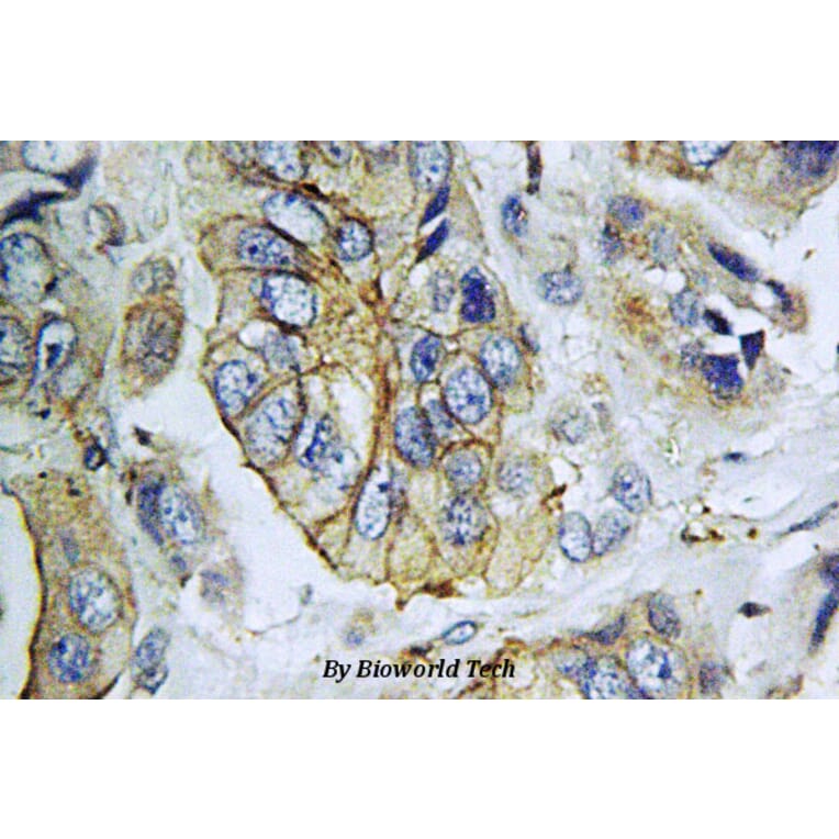 Anti-NPY5-R (M264) Antibody from Bioworld Technology (BS2819) - Antibodies.com