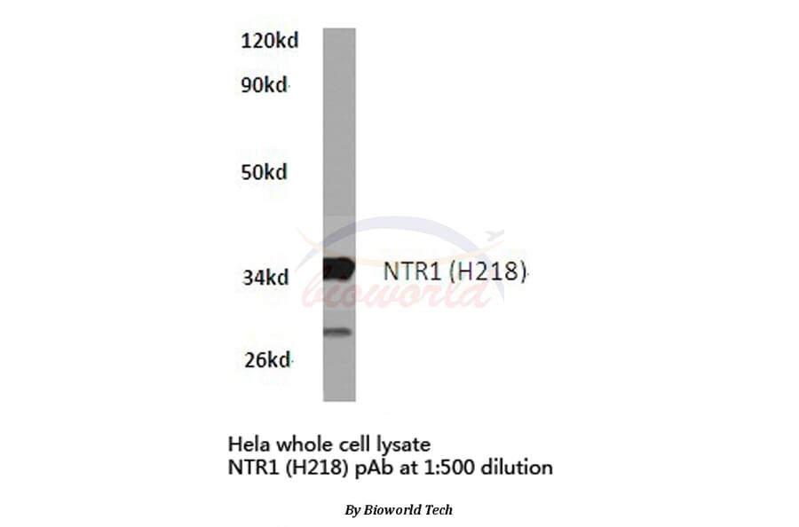 Anti-NTR1 (H218) Antibody from Bioworld Technology (BS2820) - Antibodies.com