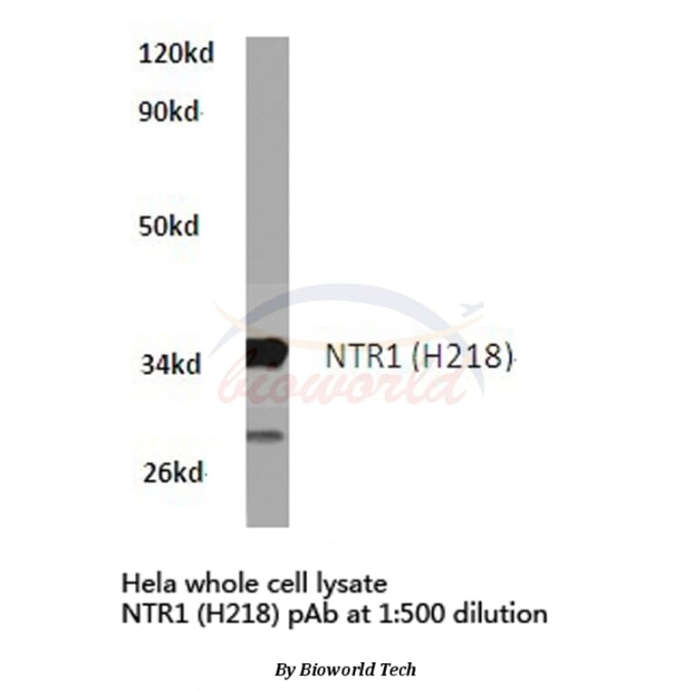 Anti-NTR1 (H218) Antibody from Bioworld Technology (BS2820) - Antibodies.com