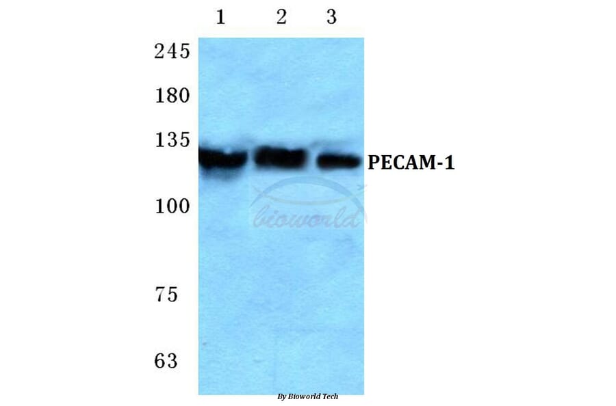 Anti-CD31/PECAM-1 (A280) Antibody from Bioworld Technology (BS2824) - Antibodies.com