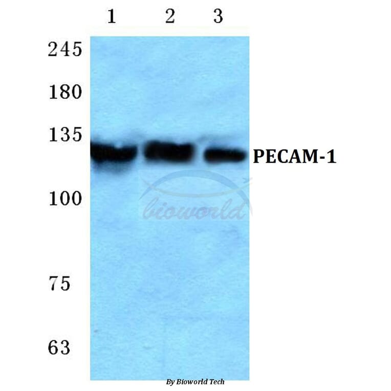 Anti-CD31/PECAM-1 (A280) Antibody from Bioworld Technology (BS2824) - Antibodies.com