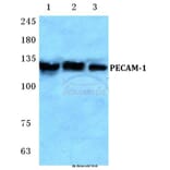 Anti-CD31/PECAM-1 (A280) Antibody from Bioworld Technology (BS2824) - Antibodies.com