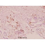 Anti-IL-1α (F8) Antibody from Bioworld Technology (BS2825) - Antibodies.com